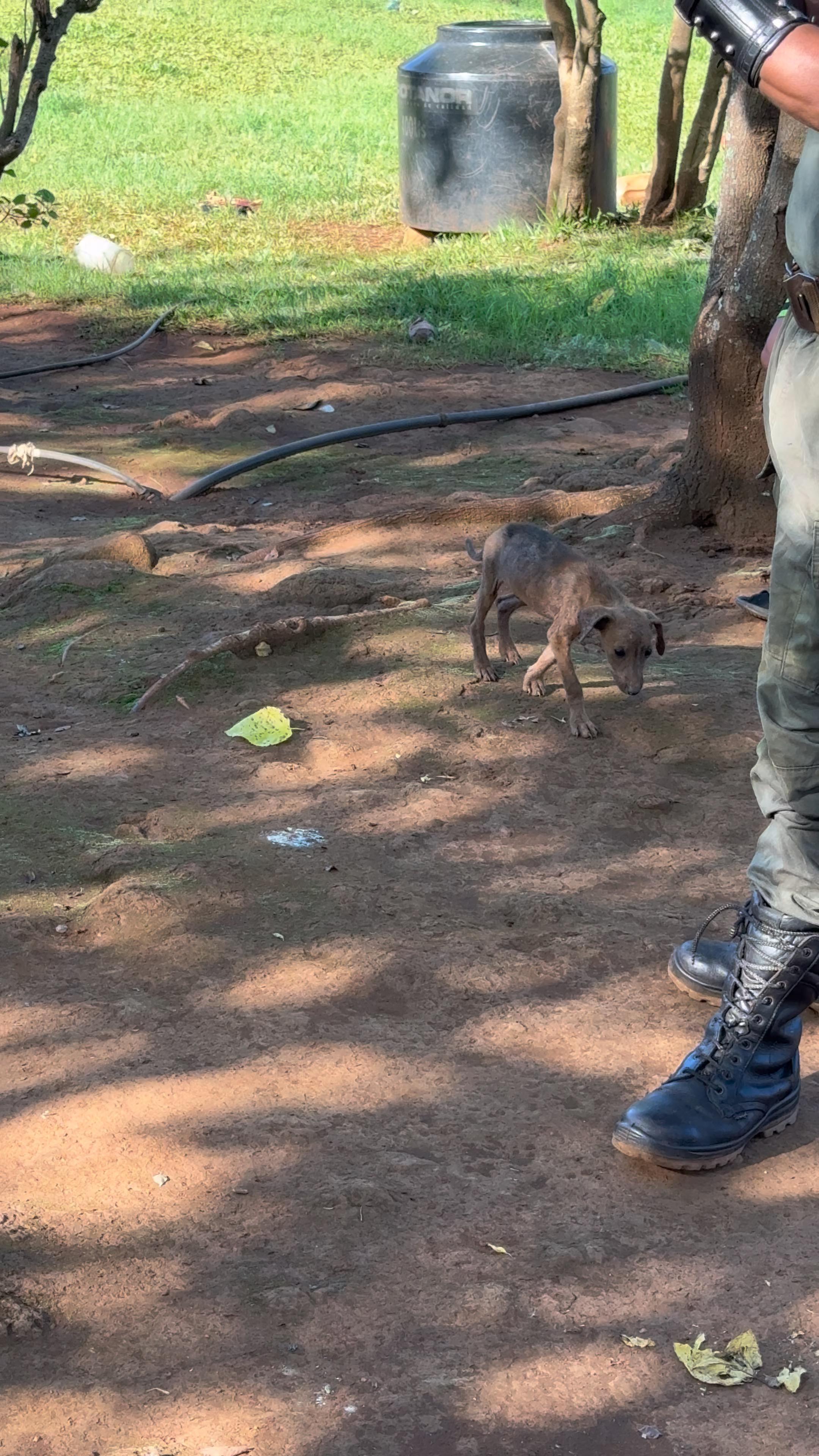 Denuncian grave caso de maltrato animal y delitos ambientales en comunidades Mbya  2